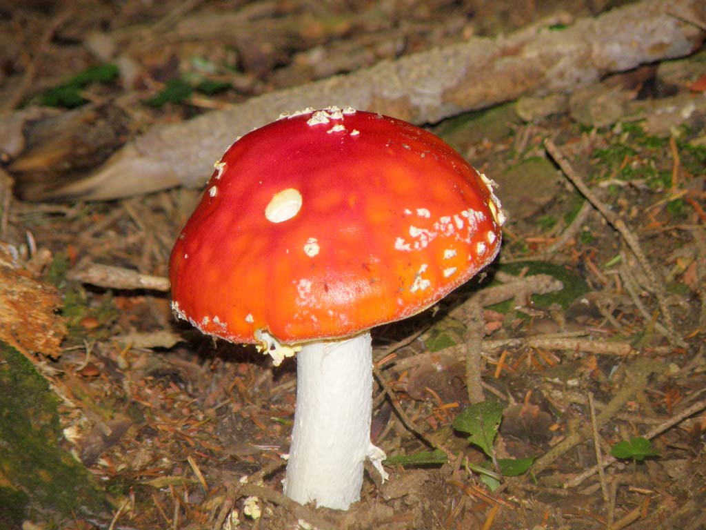Amanita muscaria